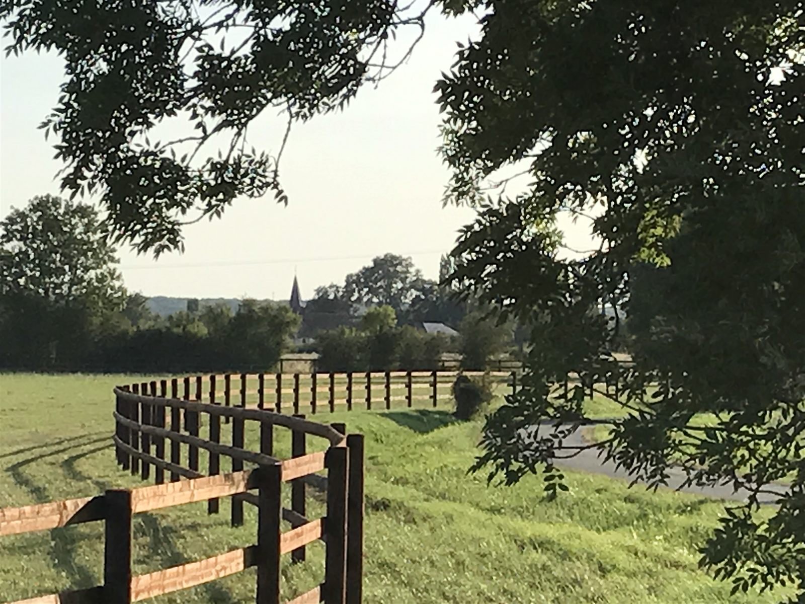 Grand Lys horses in a green, fenced paddock