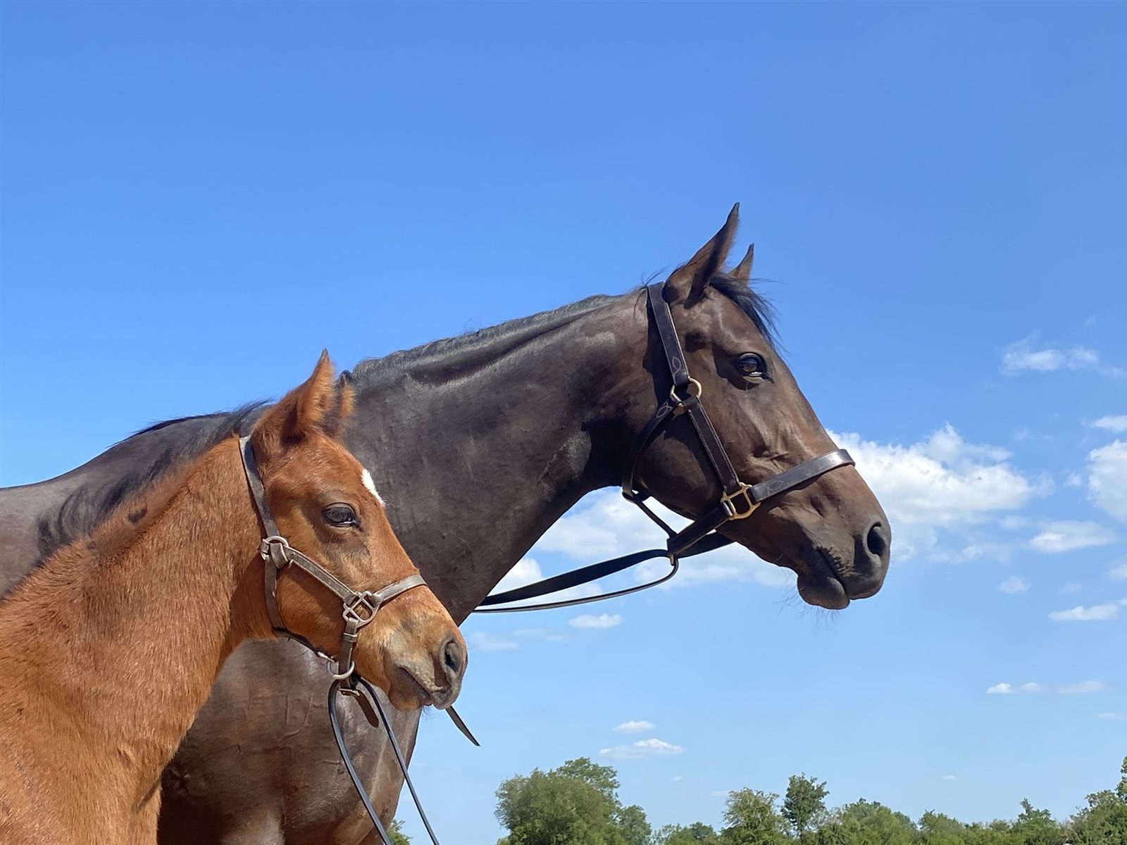 Grand Lys mare and foal