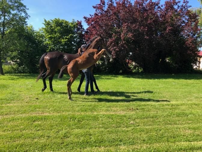 Salver as a foal beside his dam at Grand Lys