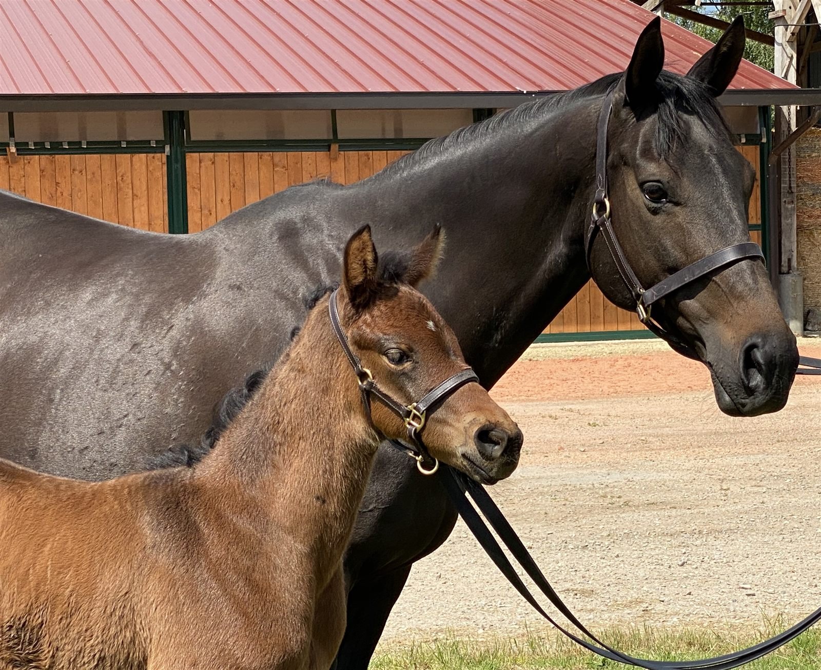 Grand Lys mare and foal