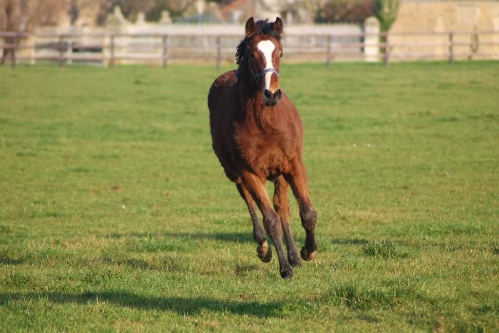 Young Grand Lys horse moving freely in the paddock