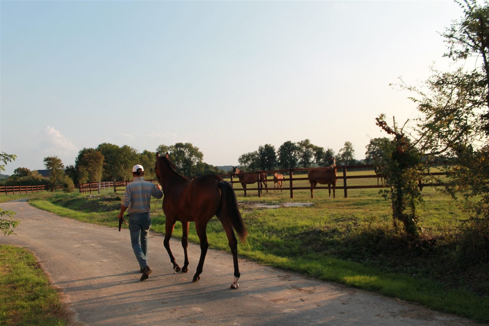 Grand Lys horse walking through the paddocks