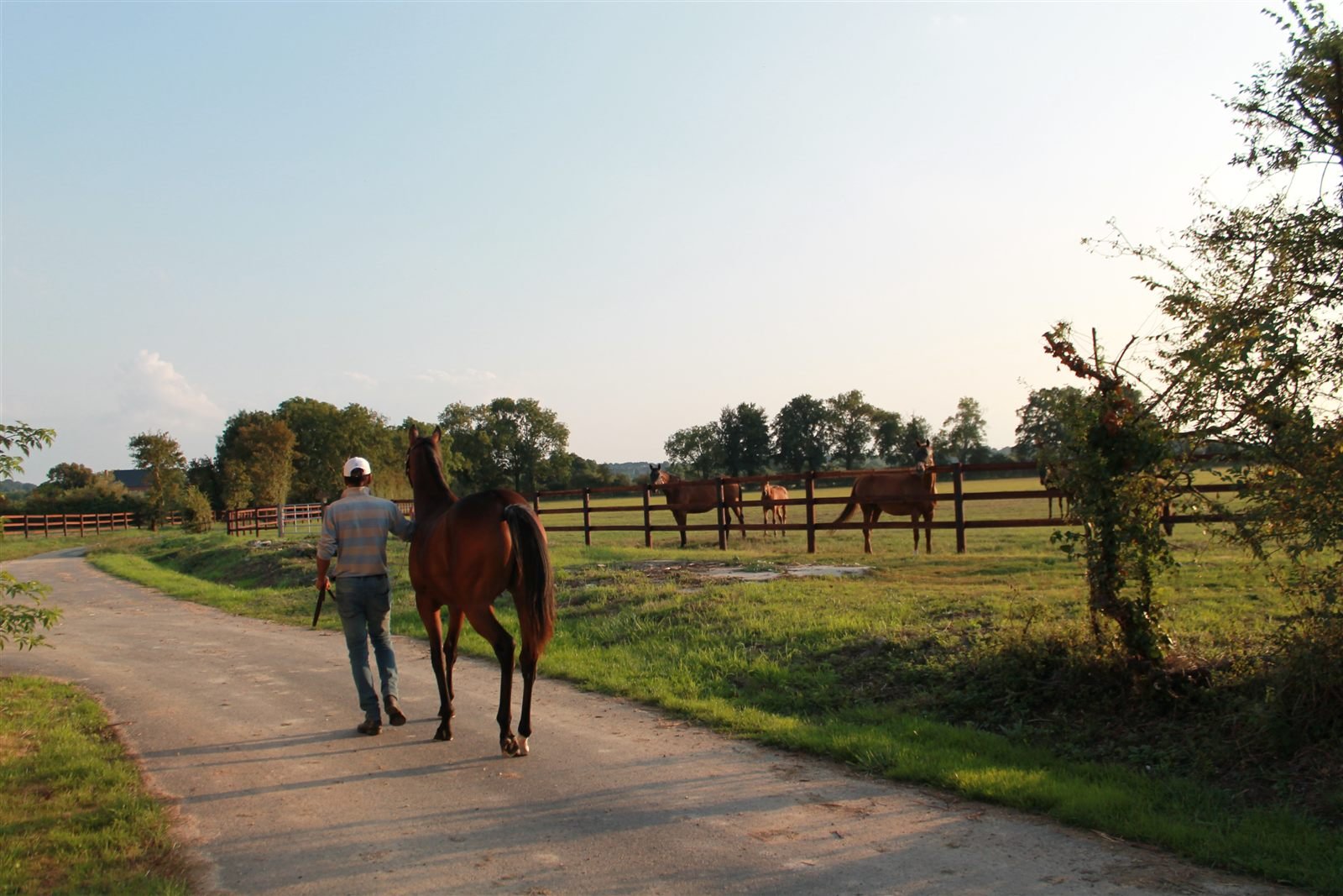 Grand Lys daily paddock life